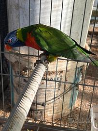 Lori arcobaleno pappagallo