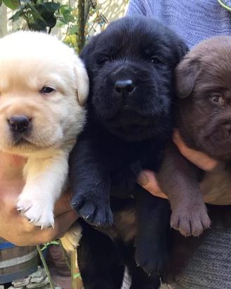Cuccioli Labrador Retriever
