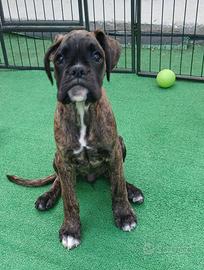 Boxer Cucciola