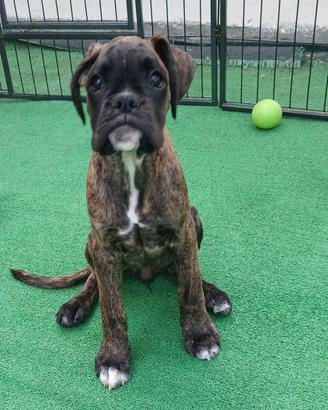 Boxer Cucciola