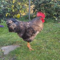 Gallo amrock Massa Carrara la Spezia