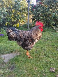 Gallo amrock Massa Carrara la Spezia