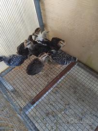 Brahma, araucana,amrock