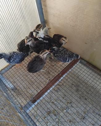 Brahma, araucana,amrock