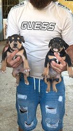 Cuccioli pitbull