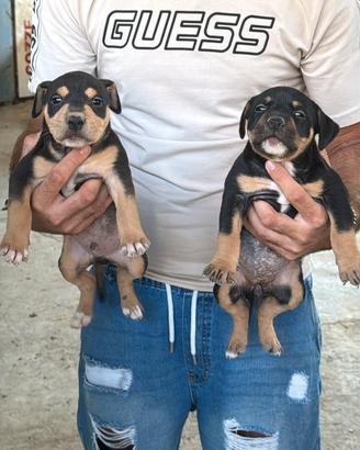 Cuccioli pitbull