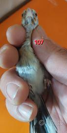Cardellina