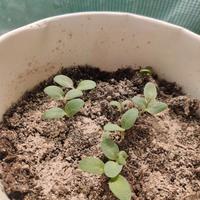 piantine giovani di rubarbaro cinese 