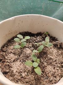 piantine giovani di rubarbaro cinese 