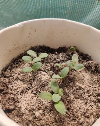 piantine giovani di rubarbaro cinese