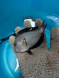 Acanthurus sohal, zebrasoma xanthurum