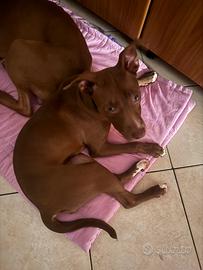Pitbull rednose