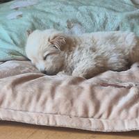 Cucciolo di cane maschio taglia piccola