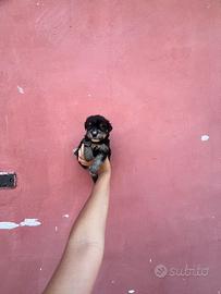Maltipoo mini toy