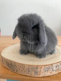 Coniglio Minilop Ariete