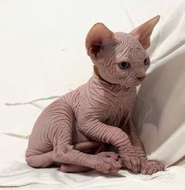 Sphynx