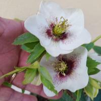 Helleborus orientalis "Tiffany".