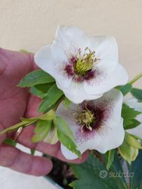 Helleborus orientalis "Tiffany".