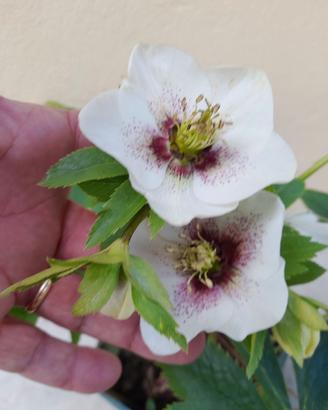Helleborus orientalis "Tiffany".