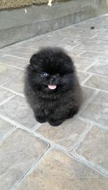Spitz pomerania Toy cucciolo 2 mesi BLACK maschio