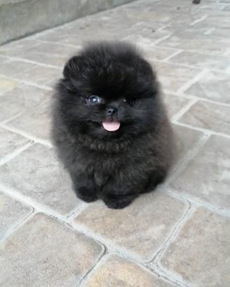 Spitz pomerania Toy cucciolo 2 mesi BLACK maschio