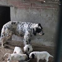 Cuccioli Setter Inglese