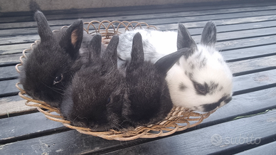 Coniglietti super nani