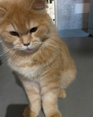 Gatto persiano