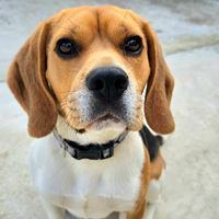 Beagle maschio Pedigree originale Enci Chip