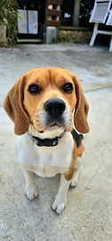 Beagle maschio Pedigree originale Enci Chip