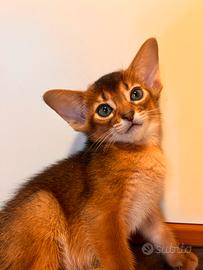 Abissini cuccioli