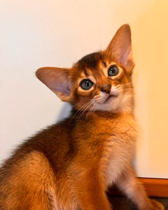 Abissini cuccioli