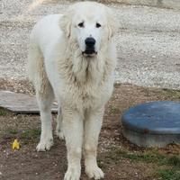 Cane pastore maremmano abruzzese