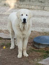 Cane pastore maremmano abruzzese