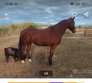 Cavalla Appaloosa&Quarter