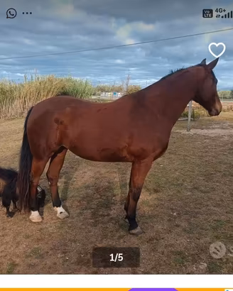 Cavalla Appaloosa&Quarter