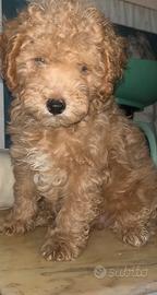 Cucciolo barboncino toy red