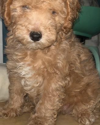 Cucciolo barboncino toy red