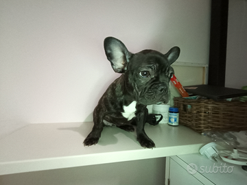 Bulldog francese