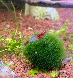 Neocaridine Davidi Red Rili