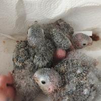 Conuro guance verdi da allevare a mano