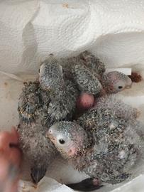 Conuro guance verdi da allevare a mano