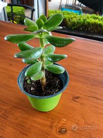 Pianta di Giada (Crassula ovata) 🌿