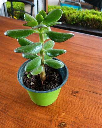 Pianta di Giada (Crassula ovata) 🌿