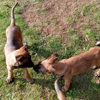 Cuccioli di pastore belga malinois