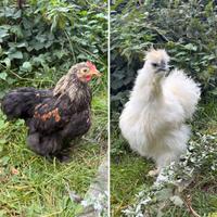 Galli di diverse razze e gallinelle cocincina nana