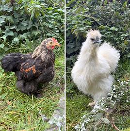 Galli di diverse razze e gallinelle cocincina nana