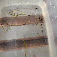 Wild caridine davidi