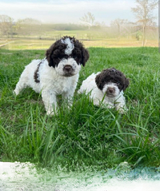 Lagotto romagnolo con pedigree