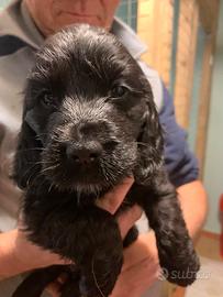 Cucciola cocker spaniel inglese pedigree